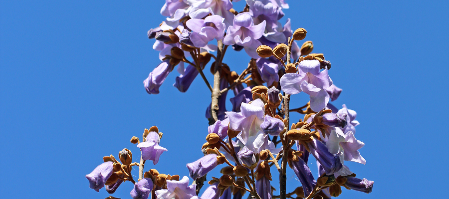 Paulownia