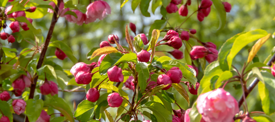 Pommier-d’ornement